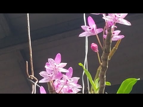Video MÙA HOA LAN NỞ CÂY SƯA ĐỎ ĐẸP - youtube