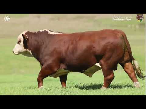 LOTE 08 - TAT 7422 M Braford