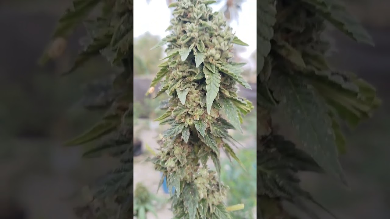 Medellin x Jet fuel jelato : Compound genetics+Cookie