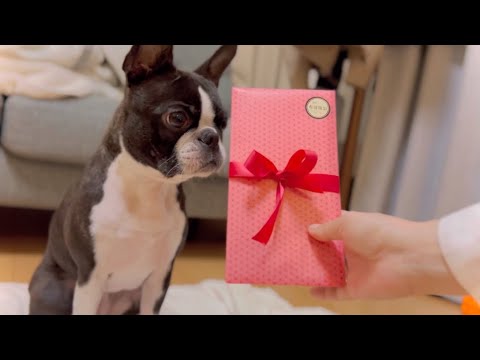 フォトコンテストの景品が届いたので、開封して風呂に入る【ボストンテリア】