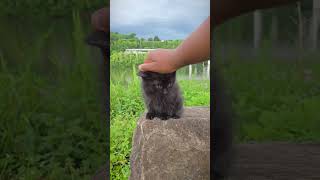 How To Train Your Dragon - Head Touch Challenge