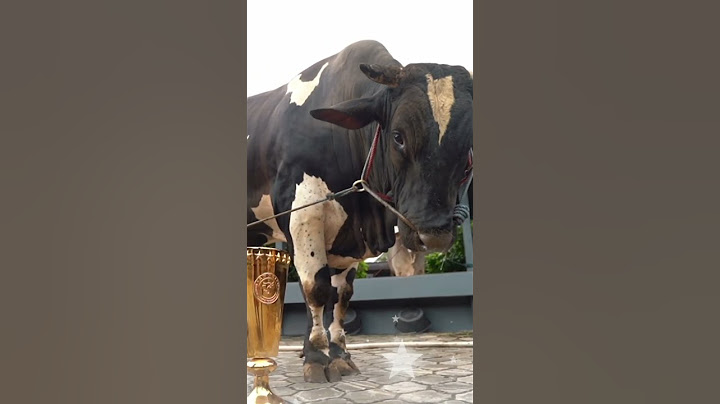 SAPI LEGEND KESAYANGAN MAS HERMAWAN #shorts #artis #setiafarm #irfan  #cow #sapigemuk #sapi