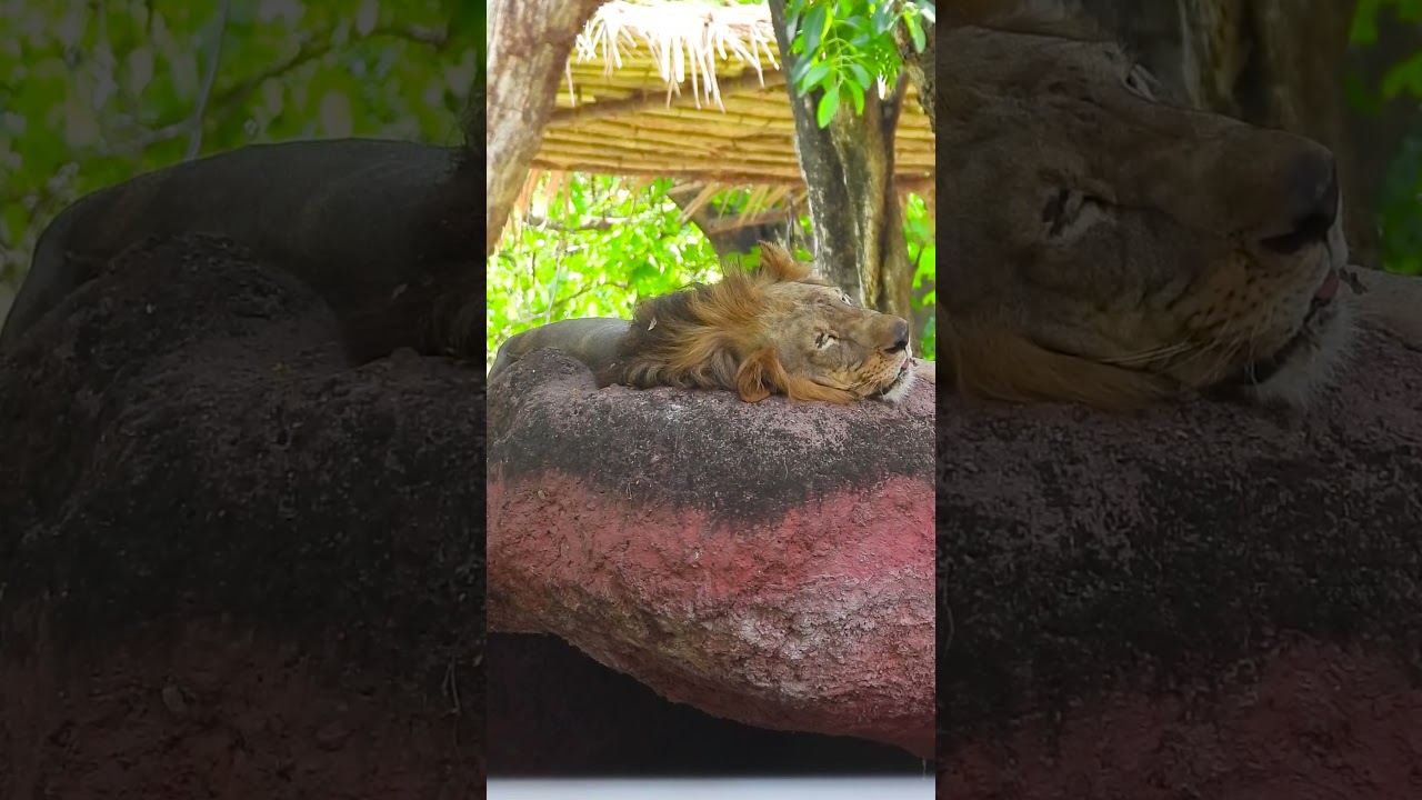 Legends of the Savannah Tales of the Largest Lion Ever Recorded  