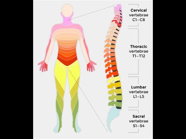 Rule of thumb of Spinal Cord segments - YouTube