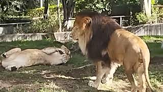 león zoológico guadalajara