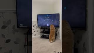 Teddie the tv technician 📺 #catshorts #tvtech #cutecatshorts #orangecat #helpingothers #meow #cat