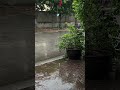 just rain falling ☔️ #shortvideo #shorts #chill