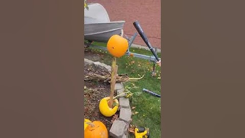 Smashing Pumpkins Part 2!! @SpunkySpiels #shorts #halloween2024 #video #pumpkin #neat #funnyshorts