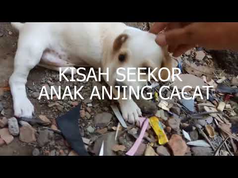 Sedih Kisah Seekor Anak Anjing Cacat Youtube