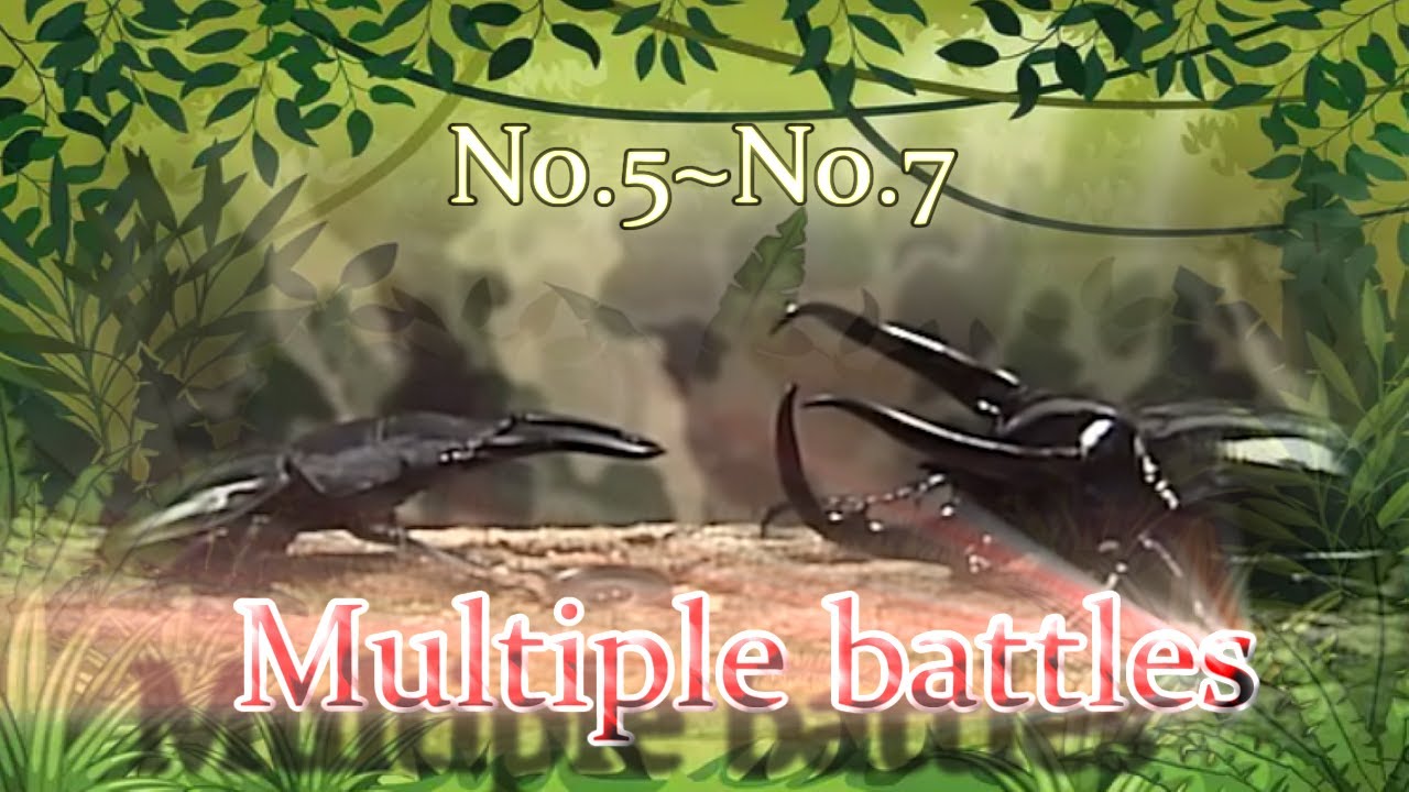 Insect battle！Multiple battles!! YouTube