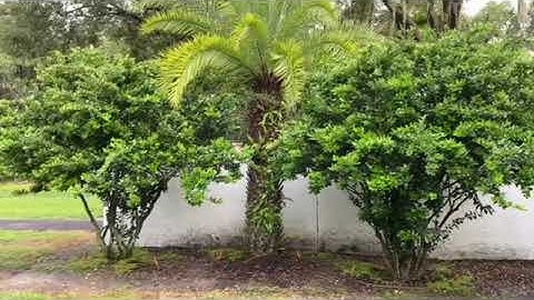 Ligustrums and Sylvester Palm Planting/Planted and Guaranteed/50 Years Installing Trees and Palms