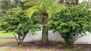 Ligustrums and Sylvester Palm Planting/Planted and Guaranteed/50 Years Installing Trees and Palms
