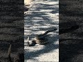 Rattle and slide