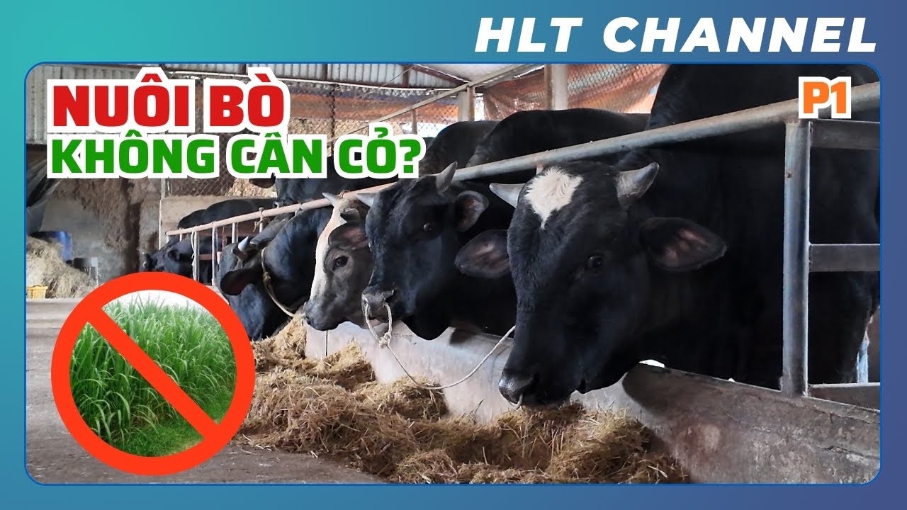 Phần 1 | Thăm Quan Mô Hình Chăn Nuôi Bò BBB vỗ béo KHÔNG CẦN CỎ