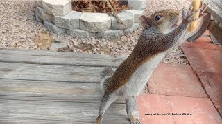 Squirrel Waits Then Runs to Greet Man Every Morning