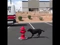 Dog training - longer send outs to fire hydrant