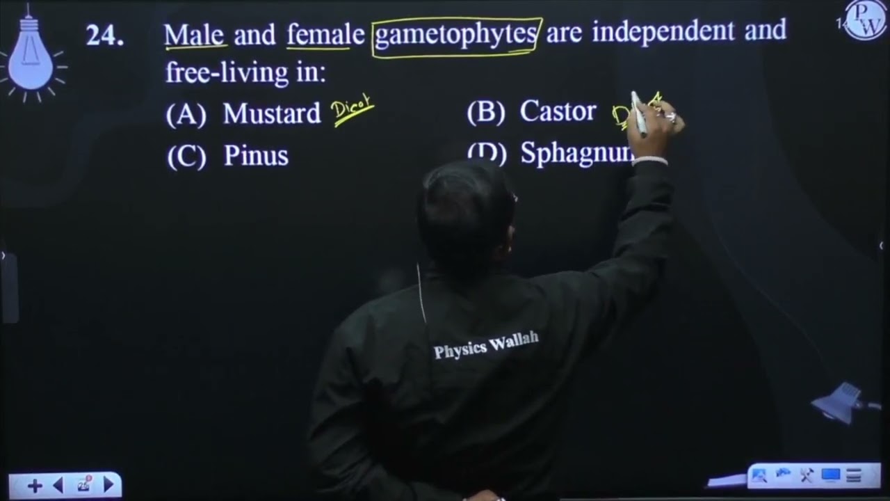 Male and female gametophytes are independent and free-living in:....