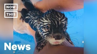 You Can Swim With Otters at This Animal Preserve | NowThis Profile