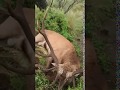 Caza de ciervo colorado en campo abierto