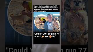 The Dog That Ran 77 Miles In A Desert Ultramarathon - Why He Wouldnt Quit