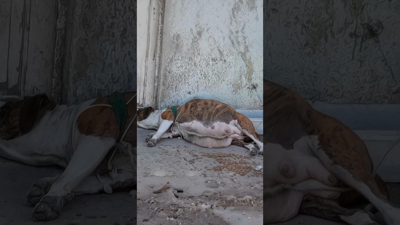 From Abandoned to Adored: Kasi's Inspiring Journey of Hope and Transformation😭