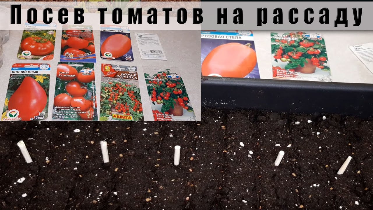 Посадка томатов в марте 2024 г