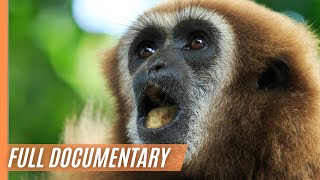 Gibbon  The Singing Ape  Episode 2 | Full Documentary