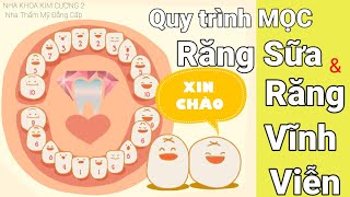 Quy Trình Mọc Răng Sữa Và Răng Vĩnh Viễn Kiến Thức Nha Khoa