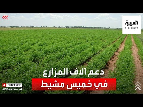 نشرة الرابعة ٤٠٠٠ مزرعة تتلقى الدعم المتواصل في خميس مشيط