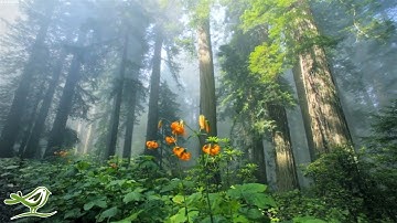 Peder B. Helland - Sunny Mornings