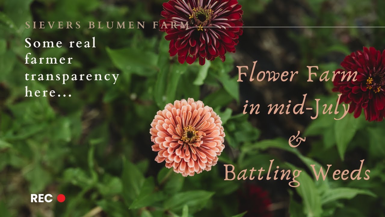 Flower Farm in midJuly + the Weedy Truth of Flower Farming Sievers