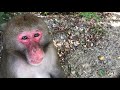 Макака показала зубы) Тайган Macaque showed teeth) Taigan