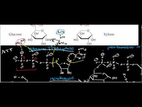 NEW! Hexokinase Physiology, Biochemistry, and Mechanism