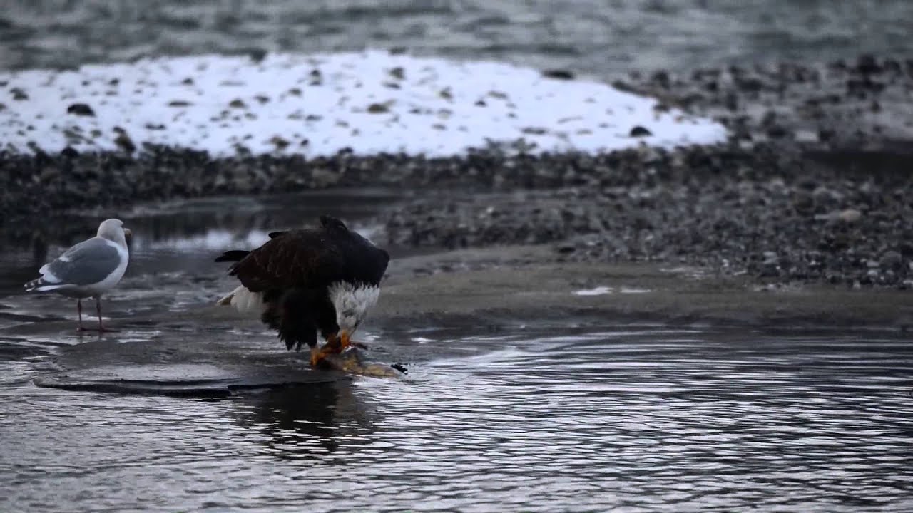 Bald Eagles in Chilkat Valley Alaska 1