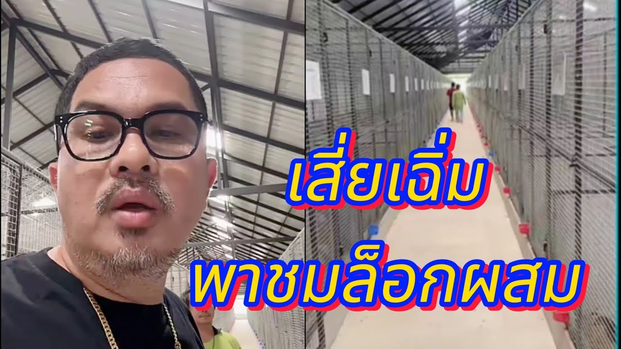 เสี่ยเฉิ่มพาเดินดูล็อกผสม#เสี่ยเฉิ่มหนุ่มโรงหมี่