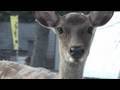 Nara Park Deer part 2 / 奈良公園の鹿に翻弄される part 2