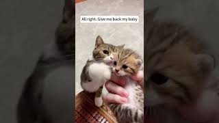 Mama cat guarding her kittens #catsoftiktok #cat #fyp#kitten... #Shorts #courage.in.the.sky