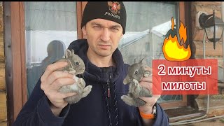 🔥 Две минуты милоты маленьких кроликов (февраль 2024)