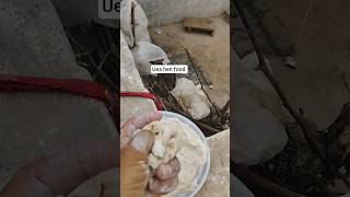 uea hen food #hen #food #youtubeshorts #shorts