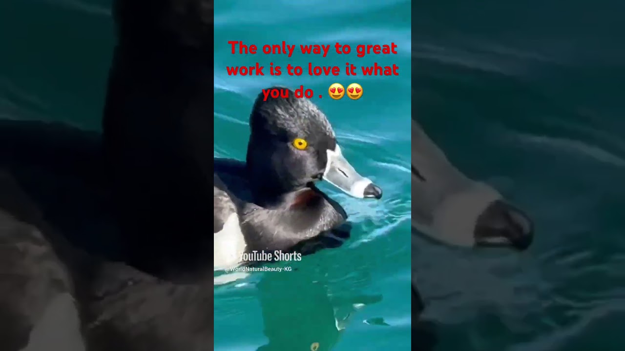 Did you observe yellow eye Duck?? Different duck variety :-) 