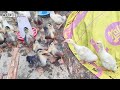 Farm Life | Mountain farm with puppies, rabbits, goats, chickens, ducks