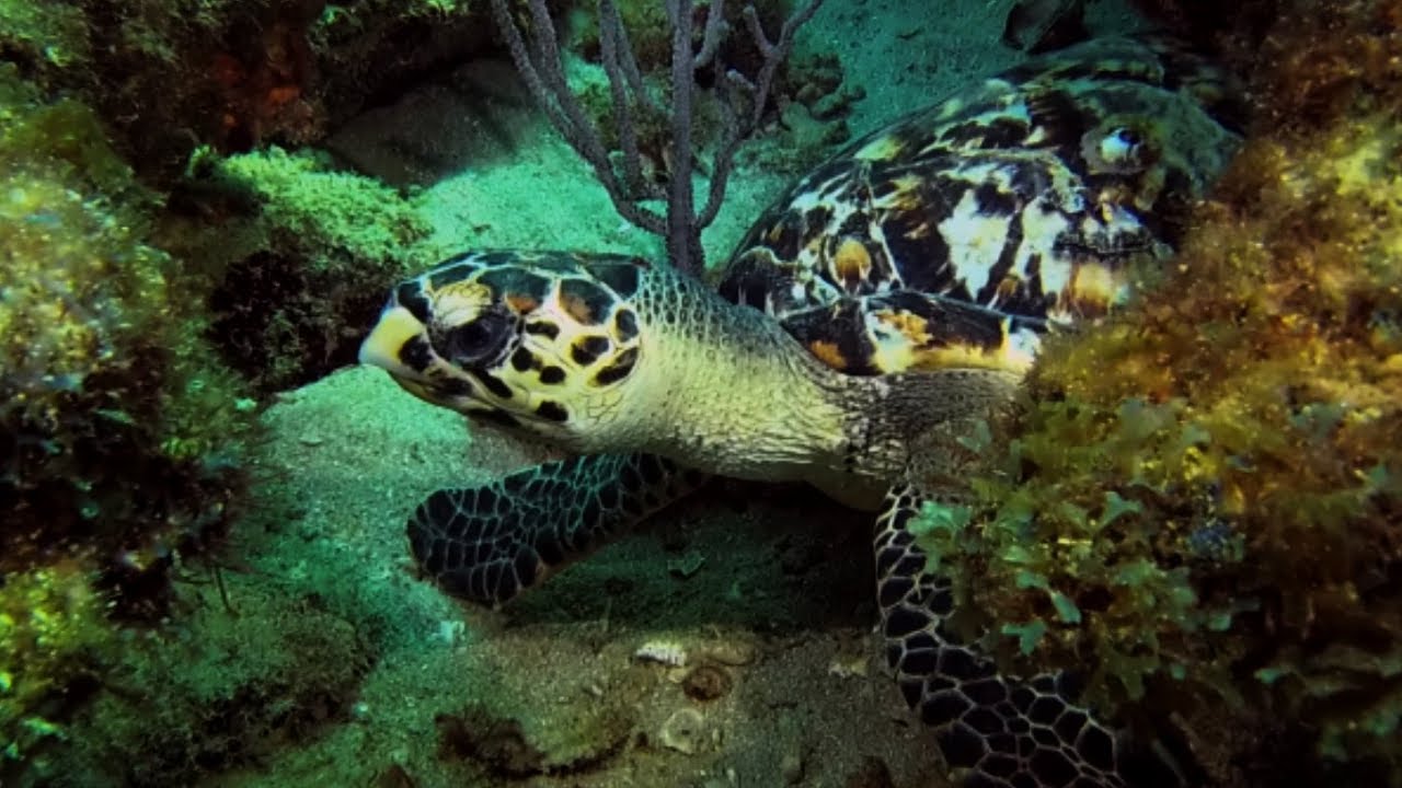 Scuba Diving Oakland Park Reef In Fort Lauderdale | South Florida Beach Diving