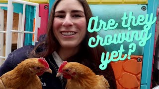 Celebrity At what age does a rooster learn to crow? Profile