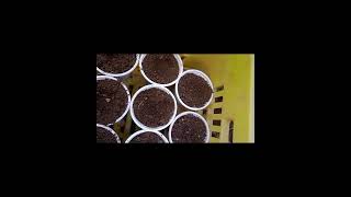 زراعة بذور اللؤلؤة الافريقية(زهرة المرغوريت) سهلة ويسيرة