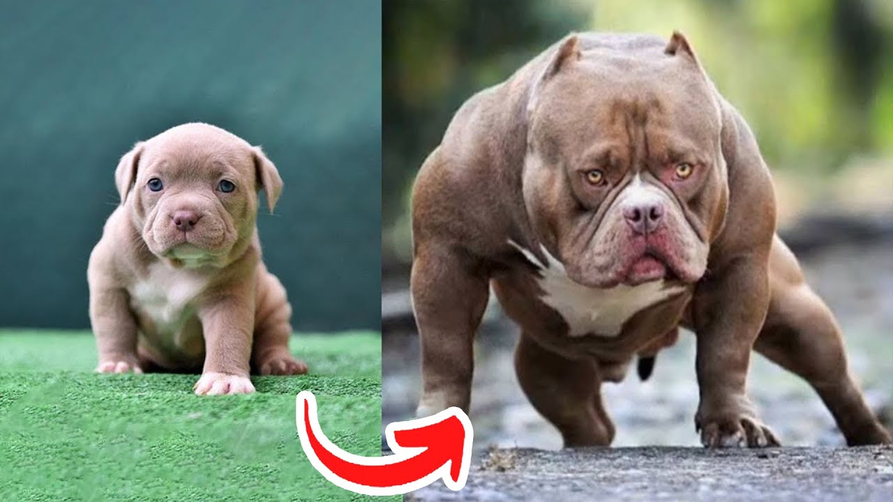 Before & After Animals Growing Up. Amazing Animal Transformation 💥 #short #tiktok #animals