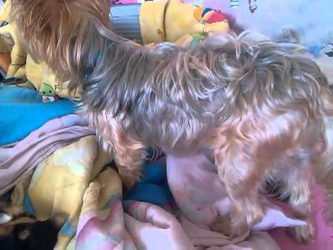 Видео: Йоркширски териер или порода куче йорки хипоалергенни, здраве и продължителност на живота