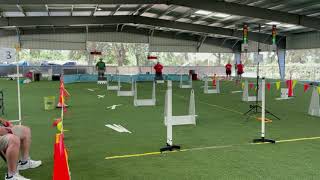 Cava's Flyball Debut