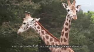 Win your own #GiraffeAboutTown | Edinburgh Zoo