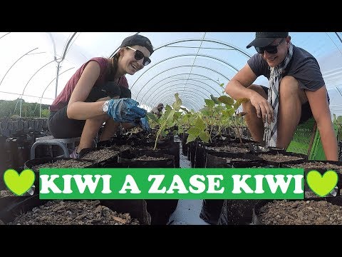 Video: Ako Sa Prisťahovať Na Nový Zéland