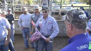 Steer Wrestling 101: Going to the Nose